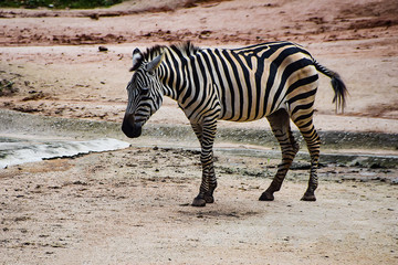 zebra in the zoo