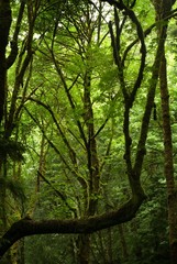 Washington State Rainforest