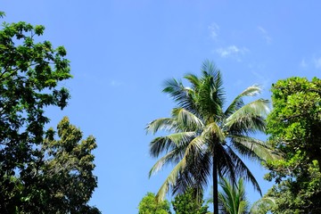 Fototapeta na wymiar Palm Trees with a Blue Sky Background