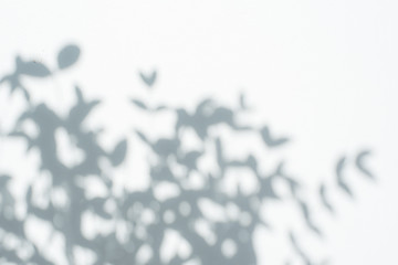 Gray shadow of the tree leaves on a white wall