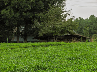 Green tea garden in summer. Wooden hut with trees in the tea garden. Beautiful tea garden with wooden house and green trees background.
