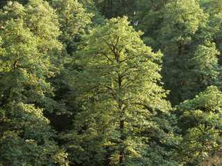  Beautiful view of the forest trees at sunny summer day. Background. Wallpaper. Trees tall and thick forest.