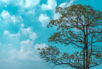 Blue green sky and white cloud with a tree