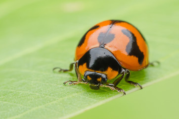 ladybug on green leaf