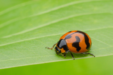ladybug on green leaf