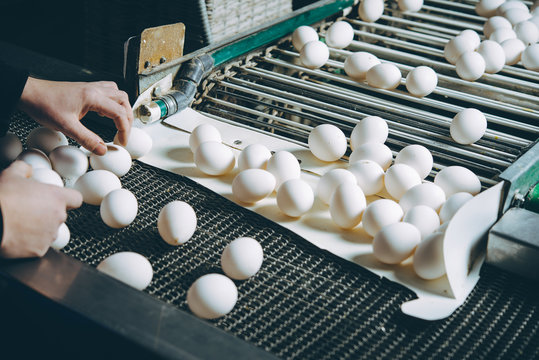 egg factory plant agriculture poultry chicken farm