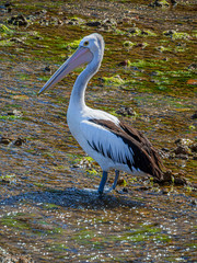 Pelican Wading vert
