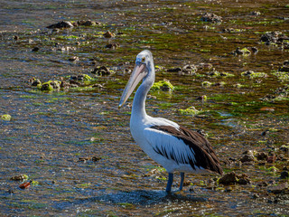 Pelican Looking