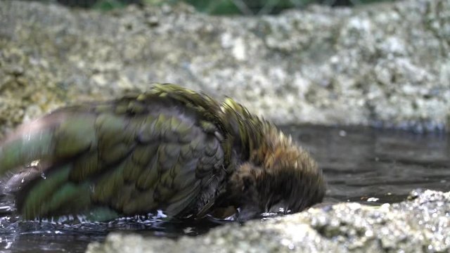 A New Zealand Kea Parrot bathes and plays in a bird bath in slow motion