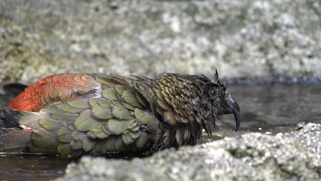A New Zealand Kea Parrot bathes and plays in a bird bath in slow motion