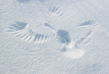 On clean fresh snow are visible traces landing major birds