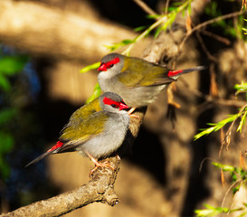 Red Browed Finch