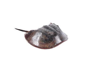 Tachypleus gigas isolated on white background with clipping path , specimen a large marine arthropod , a long tail-spine, and ten legs.