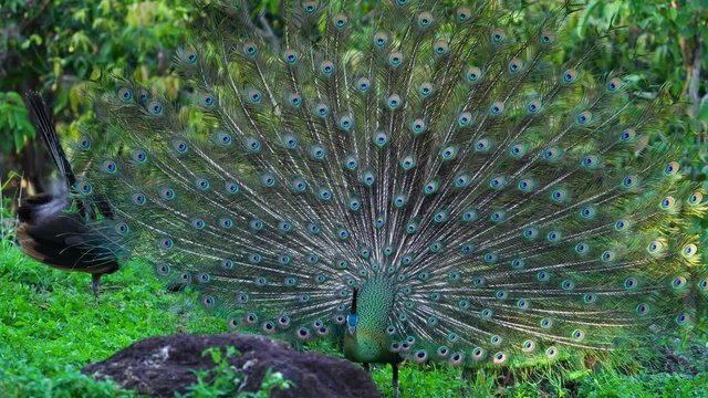 Beautiful male peacock (Green peafowl) display its tail for female peacock. 