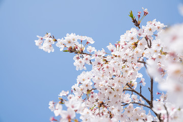 Cherry trees bloom in spring.