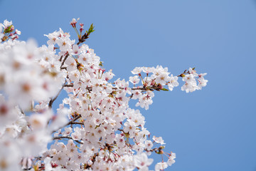 Cherry trees bloom in spring.