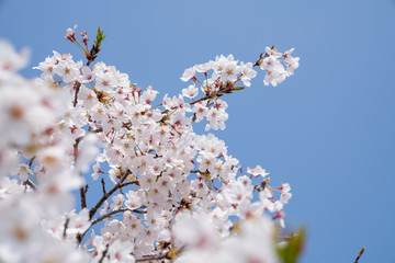 Cherry trees bloom in spring.