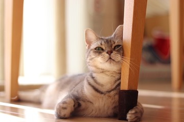 椅子の脚で得意げになって遊ぶ猫アメリカンショートヘアー