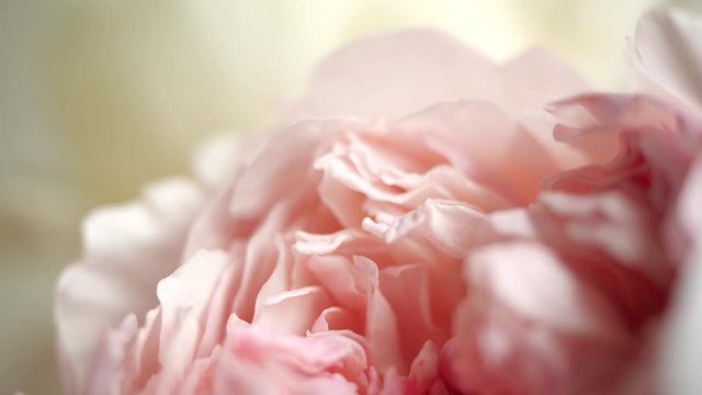 Beautiful pink Peony background. Blooming peony flower open, macro, close-up. Wedding backdrop, Valentine's Day concept. Pink wonderful plant. Petals of a wonderful peony, a very close shot.