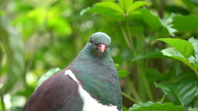 Close up of a New Zealand Kereru bird in Slow Motion