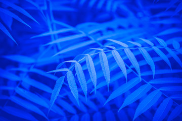 Tropical leaves pattern in phantom blue colour. Tropical holidays concept.