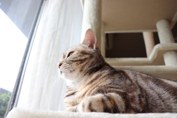 窓から外を見る猫アメリカンショートヘアー