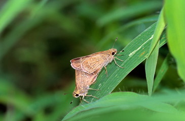 Mating pair of Skippers at Vikhroli Mangroves, Maharashtra