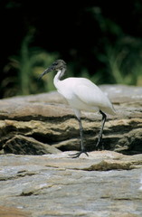 White Ibis at Ranganathittu Bird Sanctuary