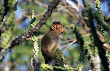 Rhesus Macaque at Borivali National Park, Mumbai