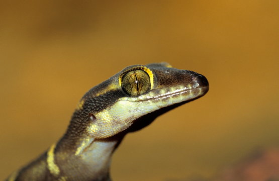 Banded Gecko from Matheran