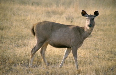 Sambar from Ranthambore National Park, Rajasthan, India