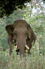 Fototapeta premium Elephant at Tadoba Tadoba Andhari Tiger Reserve, Maharashtra, India
