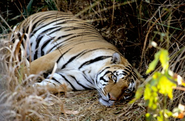 Tiger at Kanha Tiger Reserve, Madhya Pradesh, India 