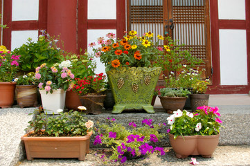 Fototapeta na wymiar summer flowers in flower pots
