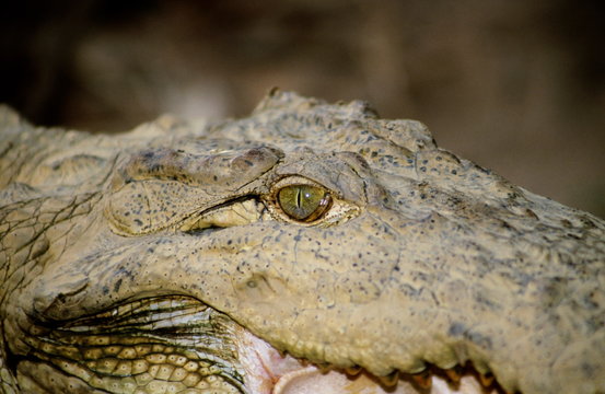 Eye of the marsh crocodile from Tadoba Tadoba Andhari Tiger Reserve, Maharashtra, India.
