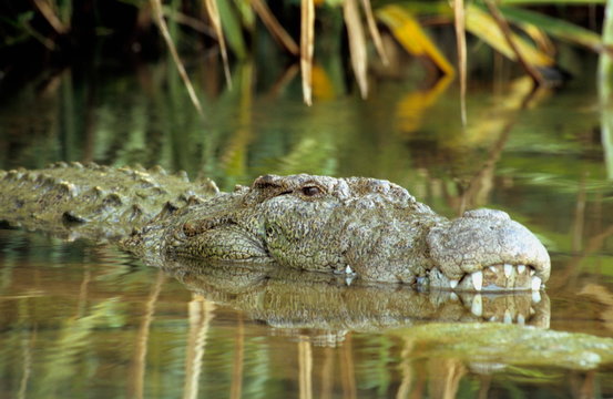 Marsh Crocodile at Ranganathittu Bird Sanctuary.