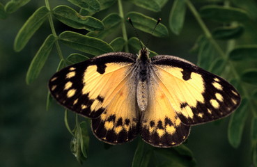 Fototapeta premium Salmon Arab, shot at Vikhroli, Mangroves, Mumbai, Maharasthra, India