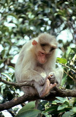 Naklejka na ściany i meble Macaque at Amboli, Maharashtra, India