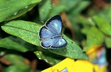 Butterfly from Amboli Forest, Maharasthra, India