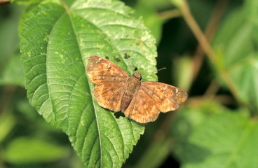 Obraz premium Malabar Spotted Flat at Amboli, Maharashtra, India