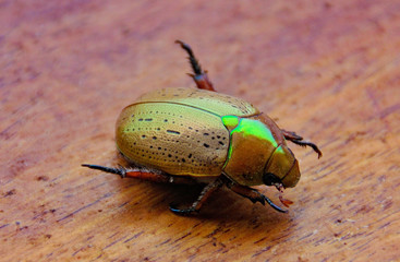 Vibrant golden green adult Christmas Beetle on the Sunshine Coast of Queensland during the Christmas holiday season