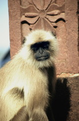 Obraz premium Hanuman Langur