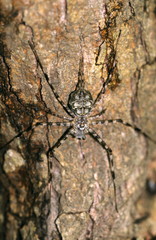 Two Tailed Spider