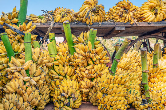 .Fresh and ripe bananas in a traditional grocery market. Spontaneous market concept