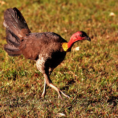 Australian Brush Turkey