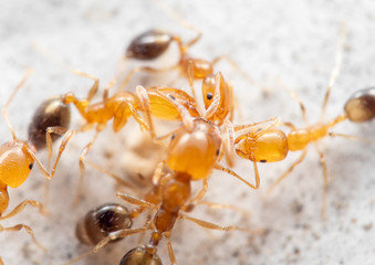 Macro Photo of Group of Tiny Ants Help Each Other to Transport Food