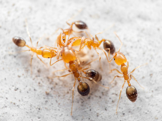Macro Photo of Group of Tiny Ants Help Each Other to Transport Food