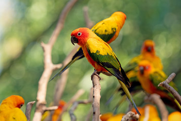 Close up Group of Sun Conure Parrot Perched on Branch Isolated on Background
