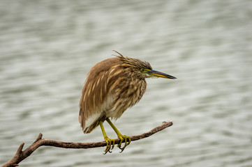 Indian Pond Heron or Ardeola grayii stalk on prey from perched at edge of water body at keoladeo...