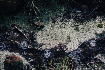 A dark creek overgrown with mud and green grass
